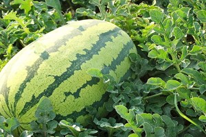 Watermelon from Kenya